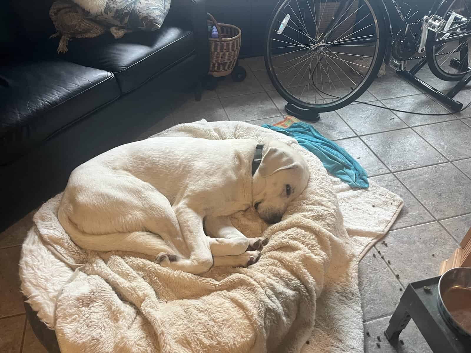 5 year old Akbash/ Great Pyrenees LGD image 10