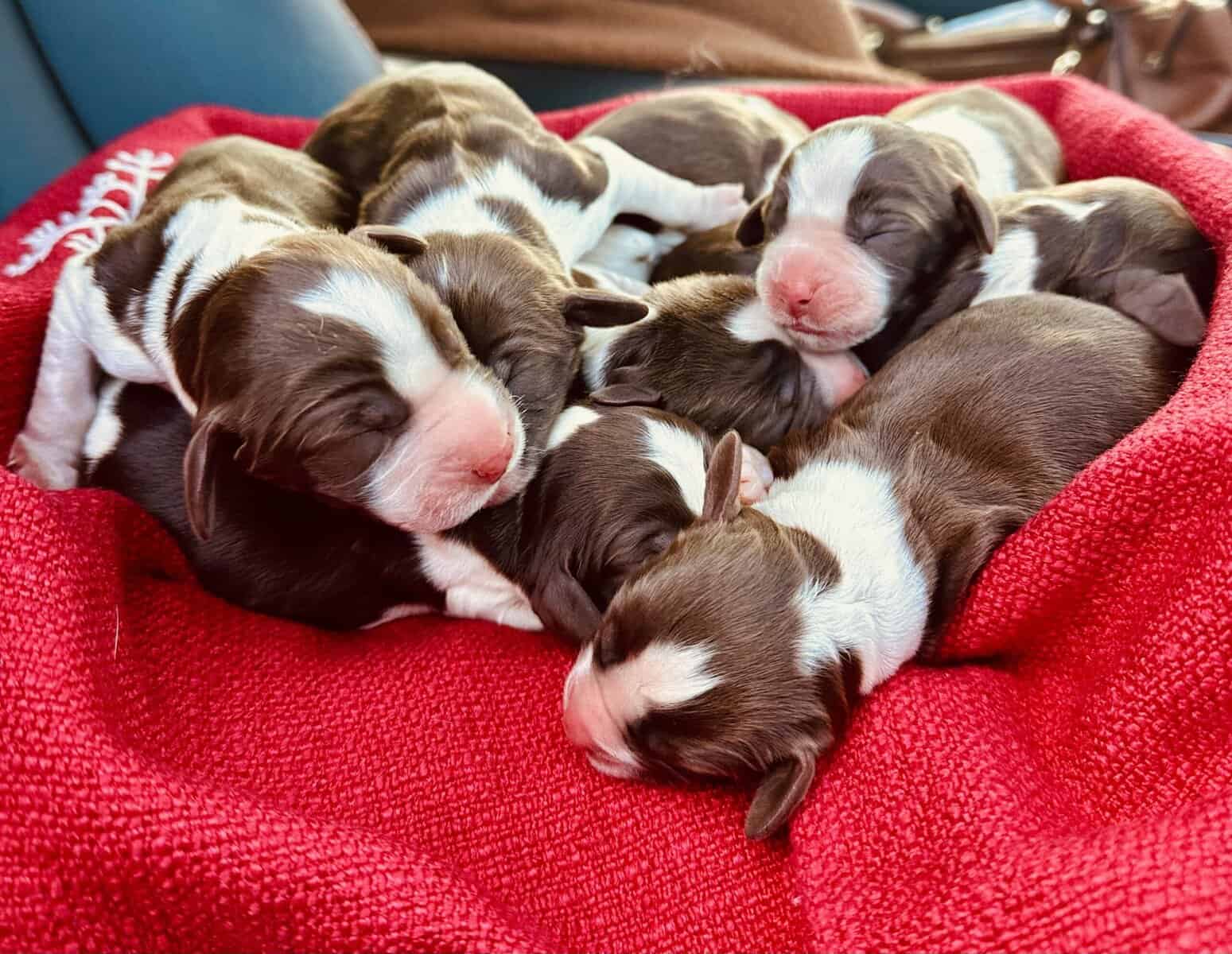 English Springer Spaniels image 4