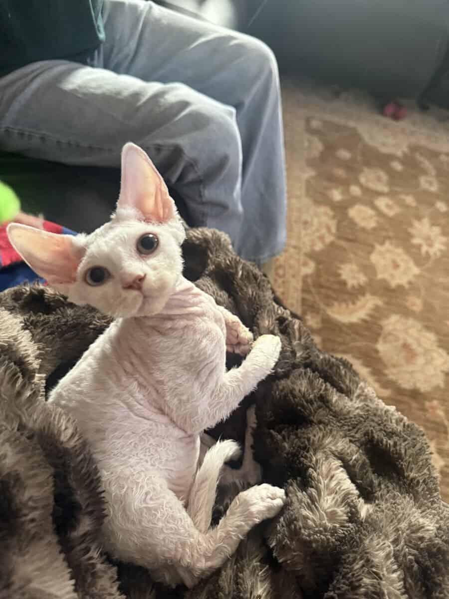 Devon Rex image 1