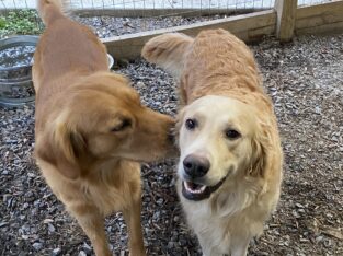Golden Retriever puppies