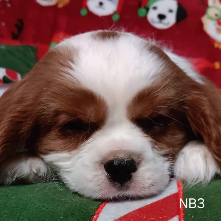 AKC Cavalier Puppies image 5