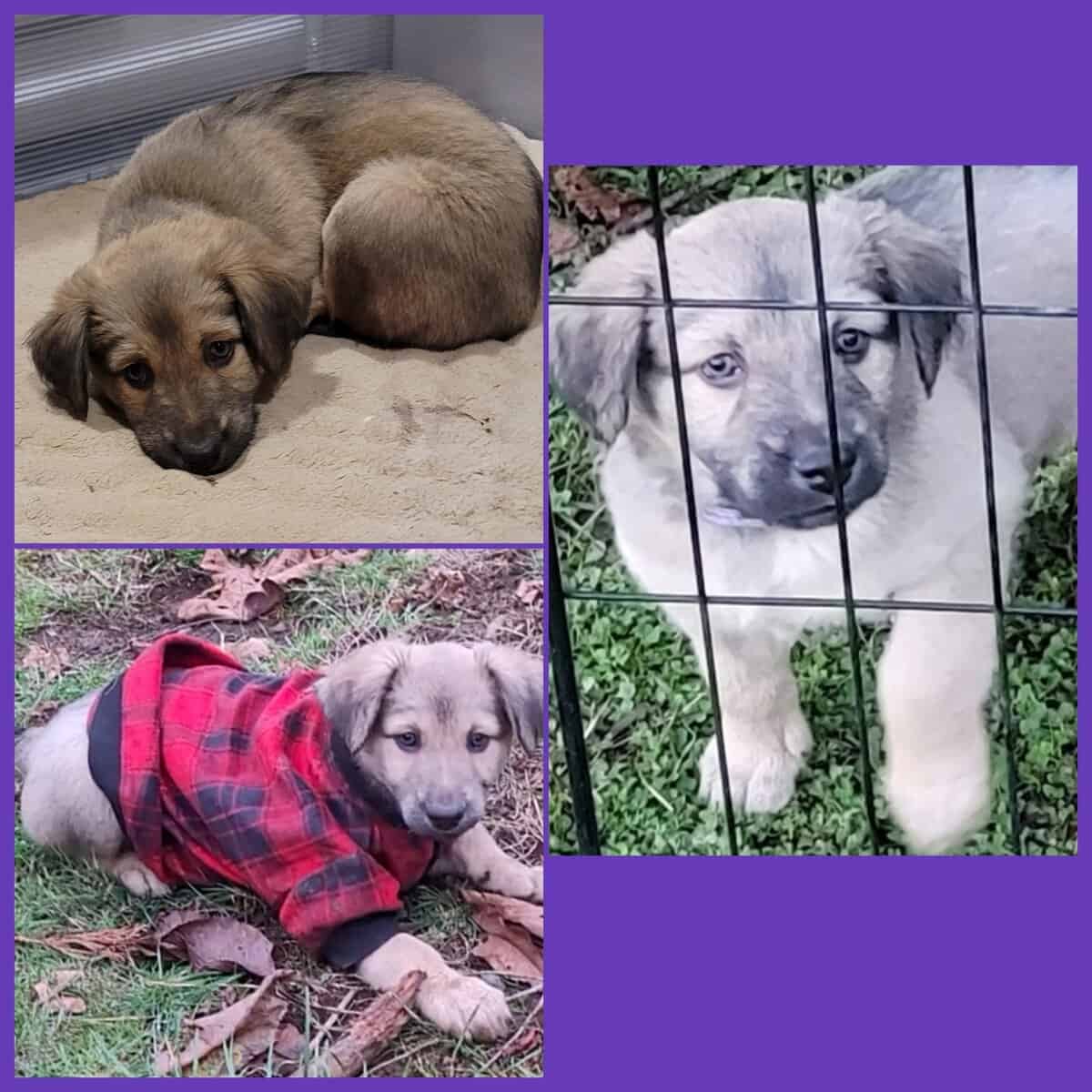 Mixed pups image 5