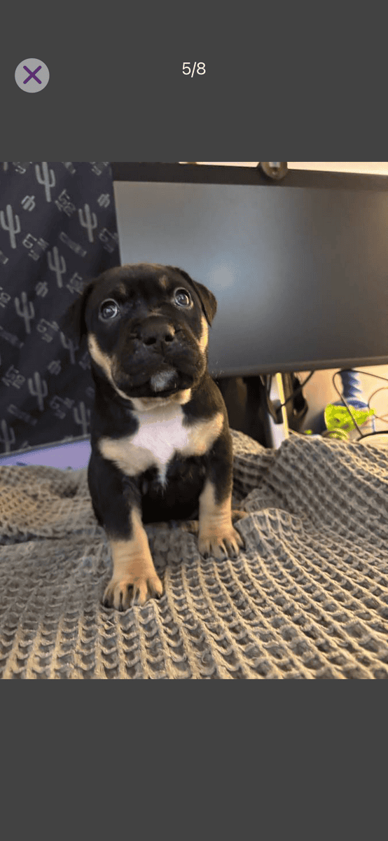 Rehoming xl American bully’s 7 weeks old image 4