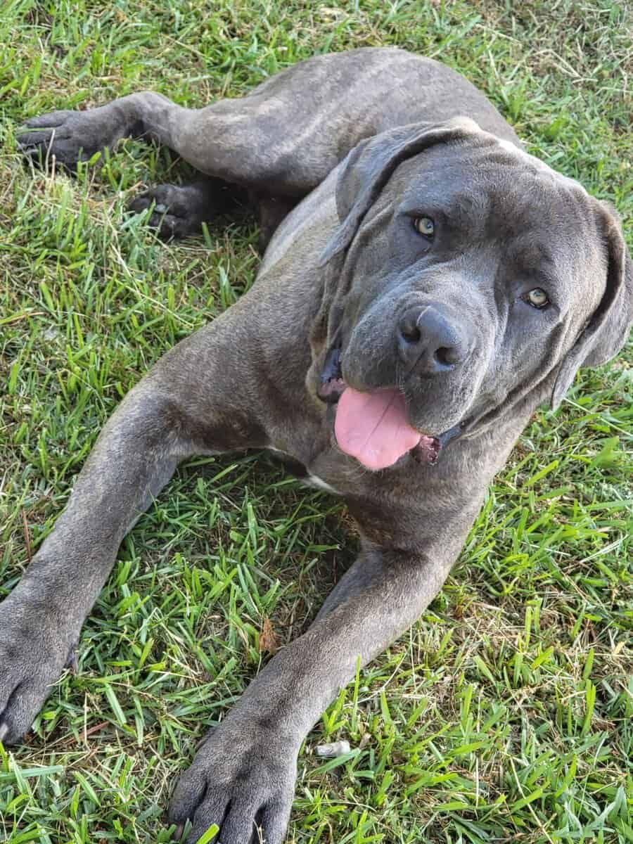 Cane corso puppies image 4
