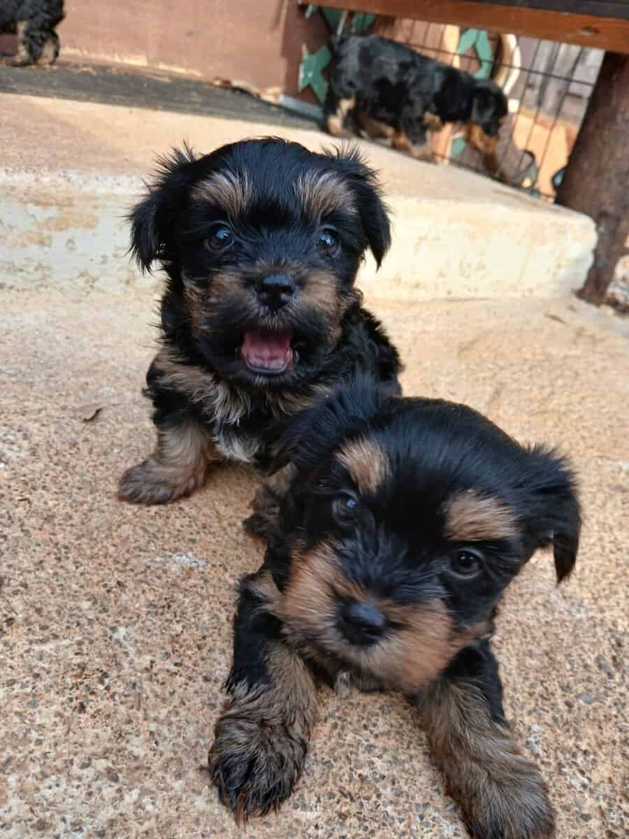 Yorkshire terrier puppies image 1