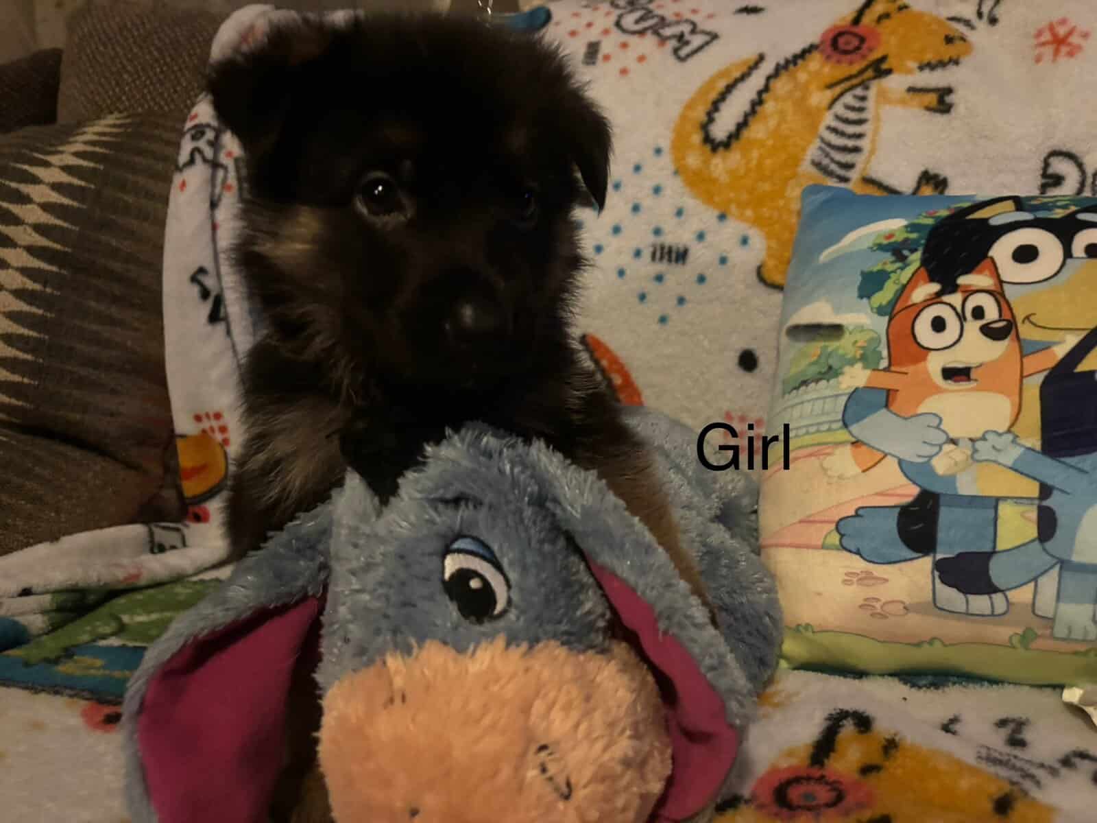 Full bred, German Shepherd puppies image 2