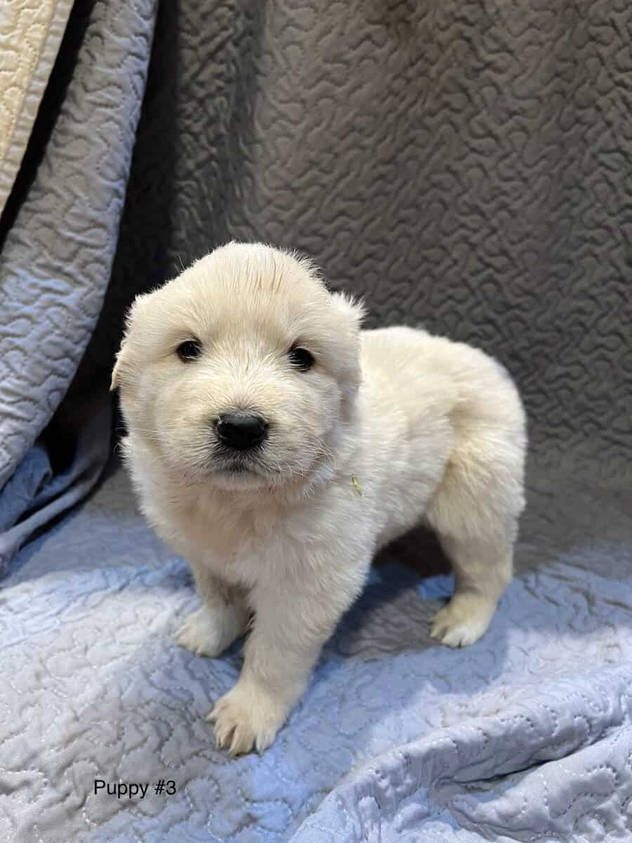 5 Farm Pups image 16