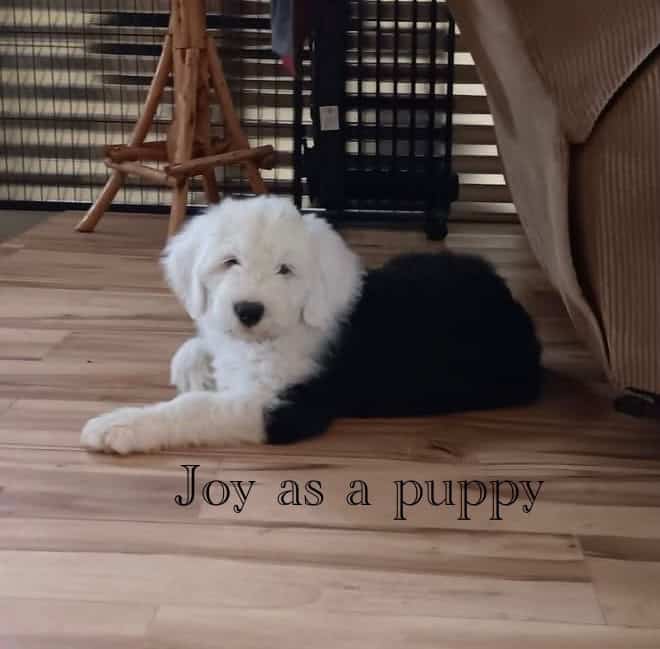 International CH Bloodline OES Puppies image 8
