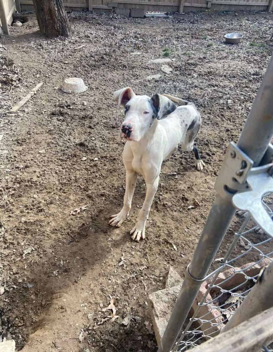 Dane needs home image 1