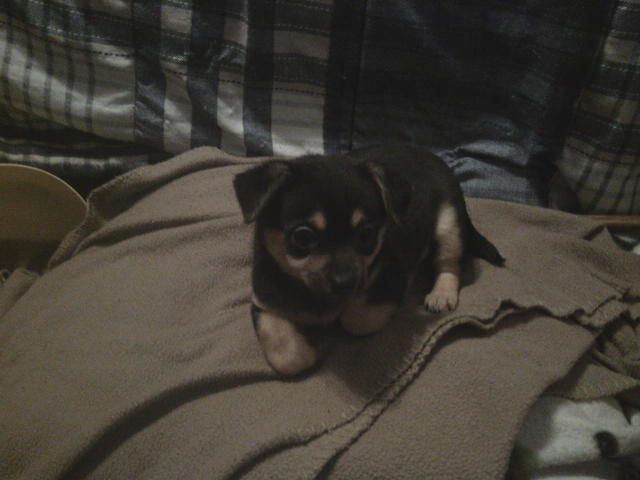 Small Chihuahua/Pomeranian Puppy image 1
