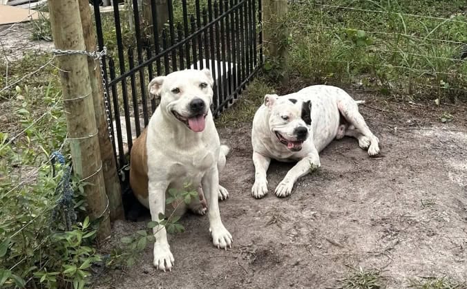 Bulldog image 4
