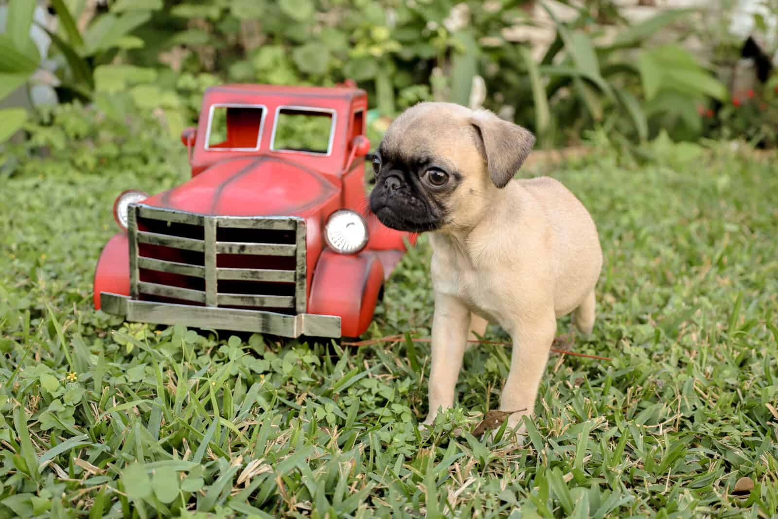 Pug puppies image 5