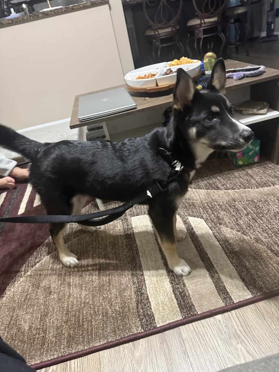 Husky-Mix —- Puppy 5 months image 2