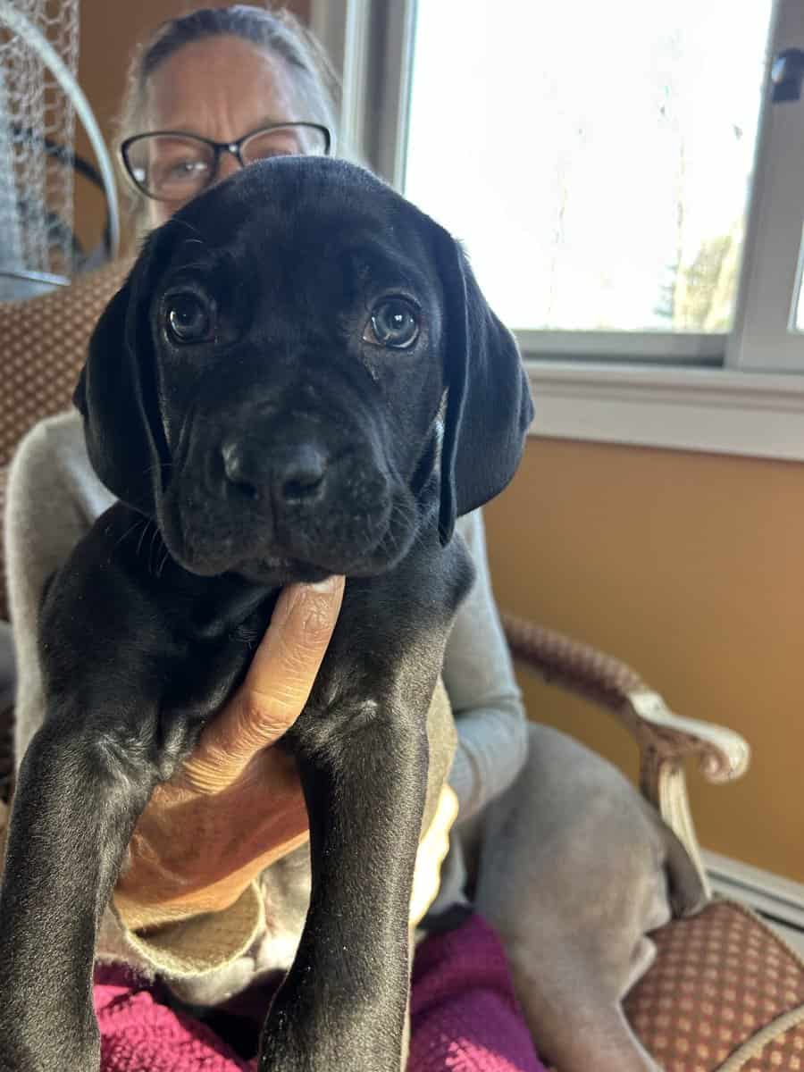 Boweimer pups image 10