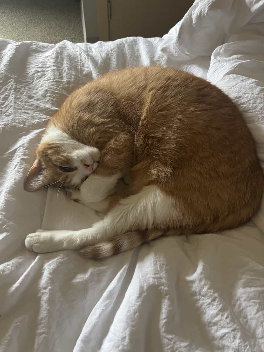 Orange Tabby for adoption image 1