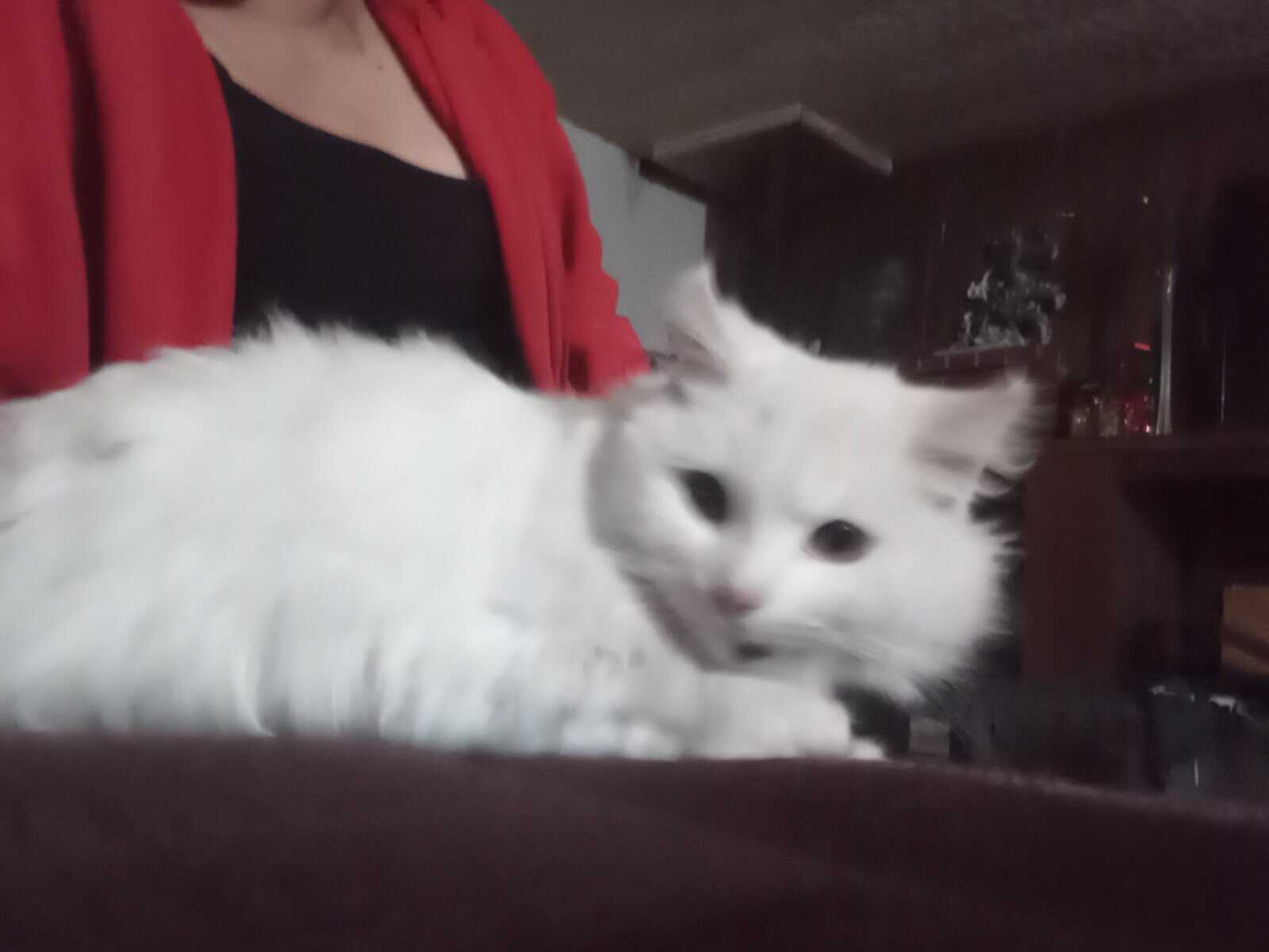 Ragdoll kitty image 1