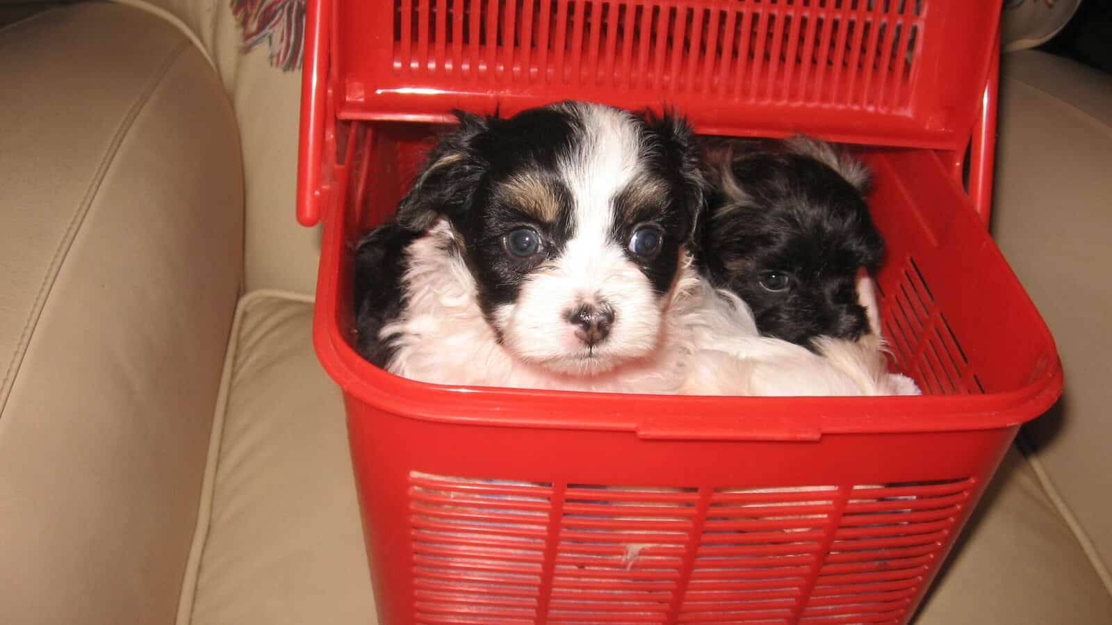 Maltese (Morkie) image 2