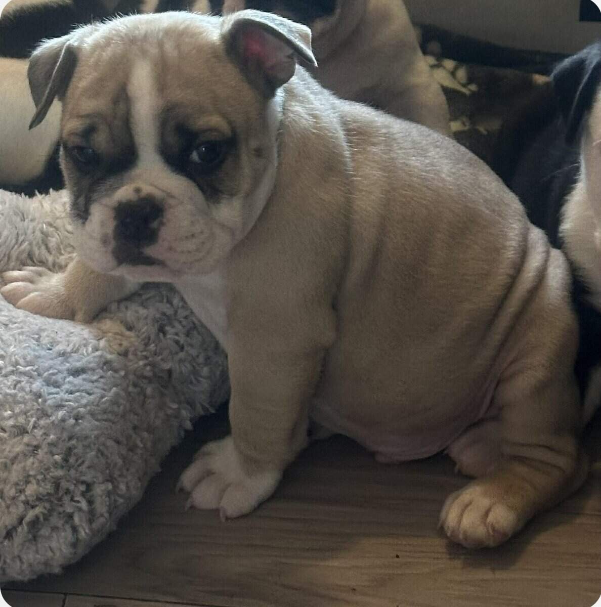 Olde English bulldog puppies image 4