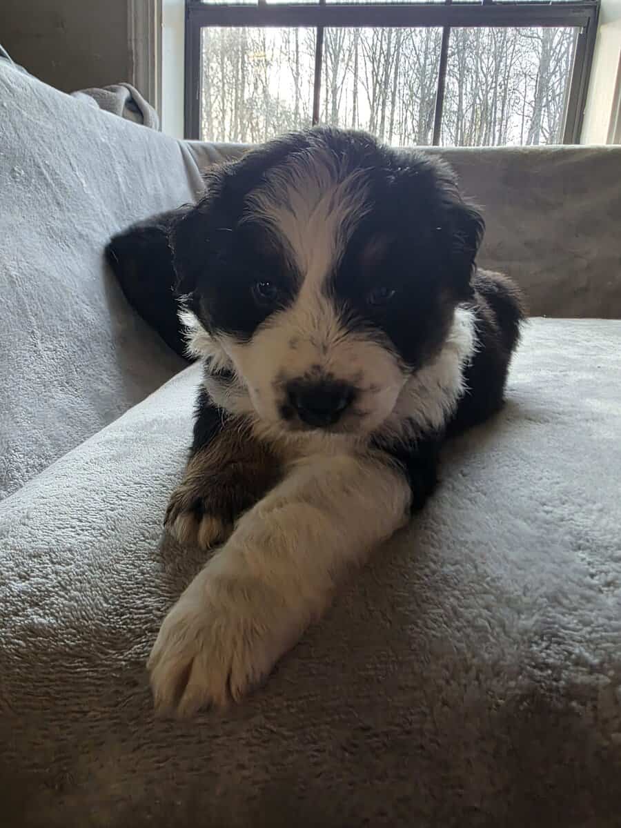Australian shepherd puppies image 6