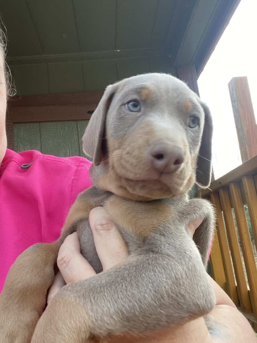Doberman puppies image 4