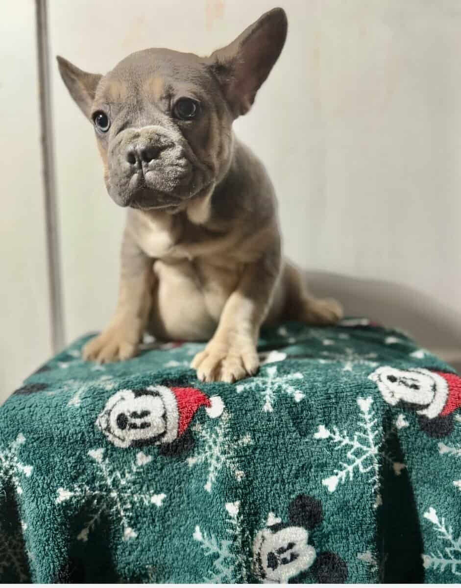 Campbell’s Fabulous Frenchies image 8