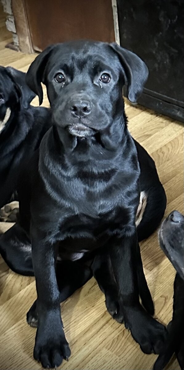 Rottie- Cane Corso Puppies image 4