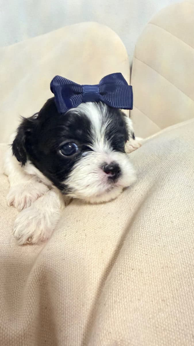 Shih Tzu Christmas-Ready Companions image 5