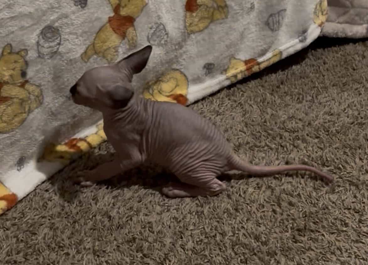Sphynx kittens (Hairless) image 7