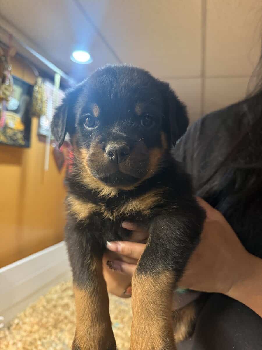 Puppy Rottweilers for sale image 5