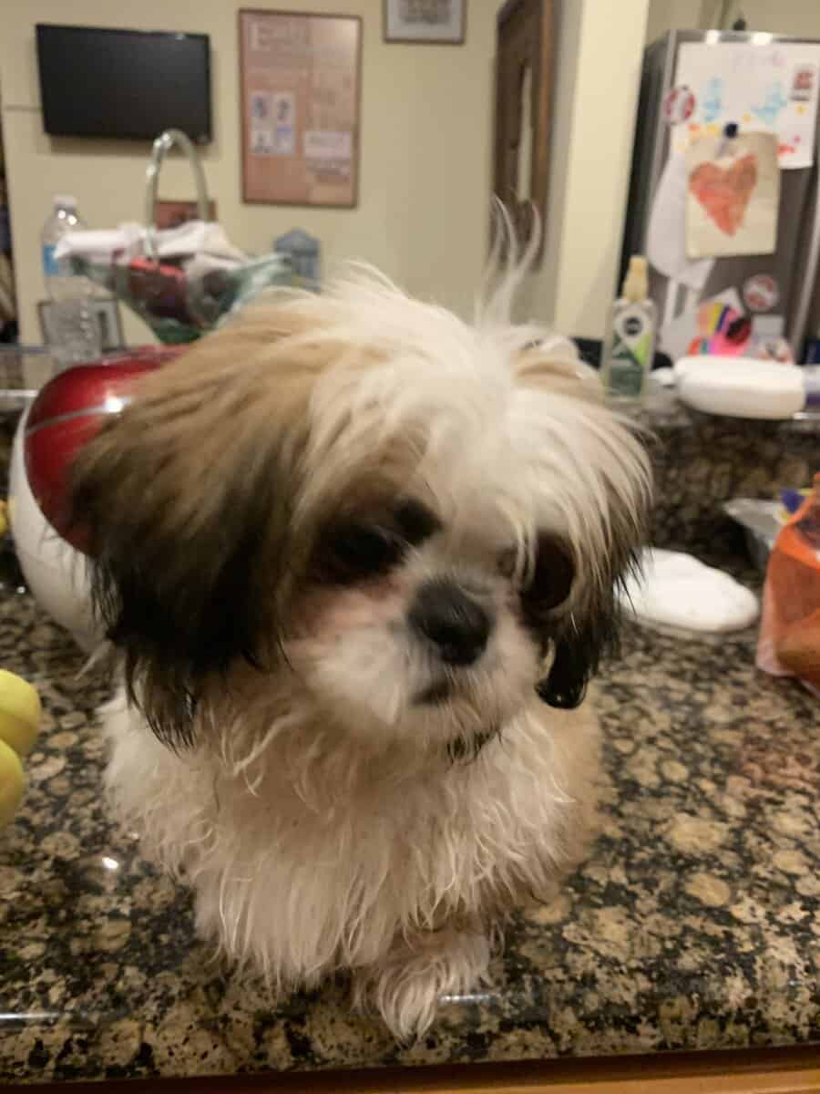 Thoroughbred Shih Tze puppy for sale image 2