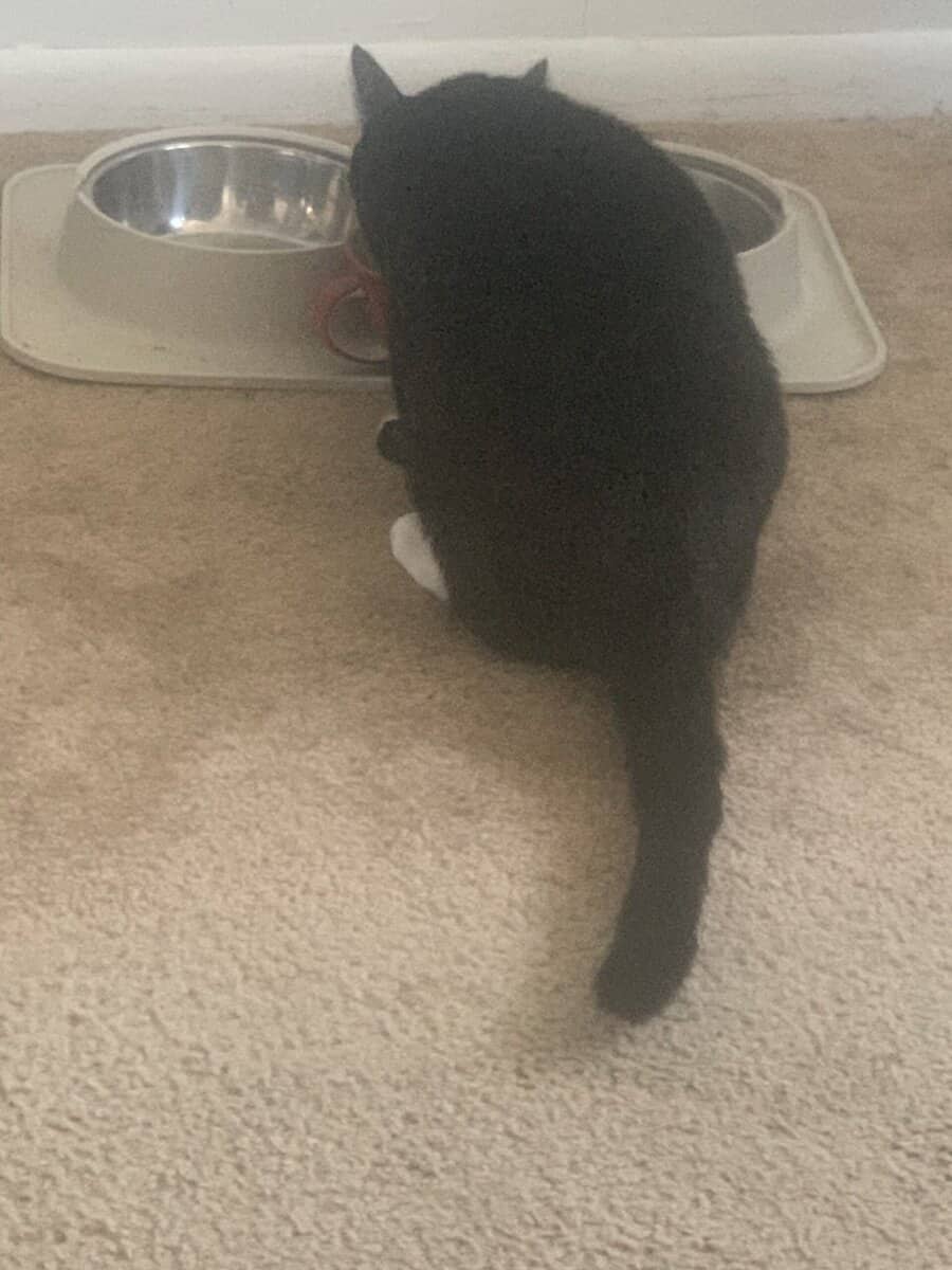 Domestic Shorthair Kitten, male needs a home image 4
