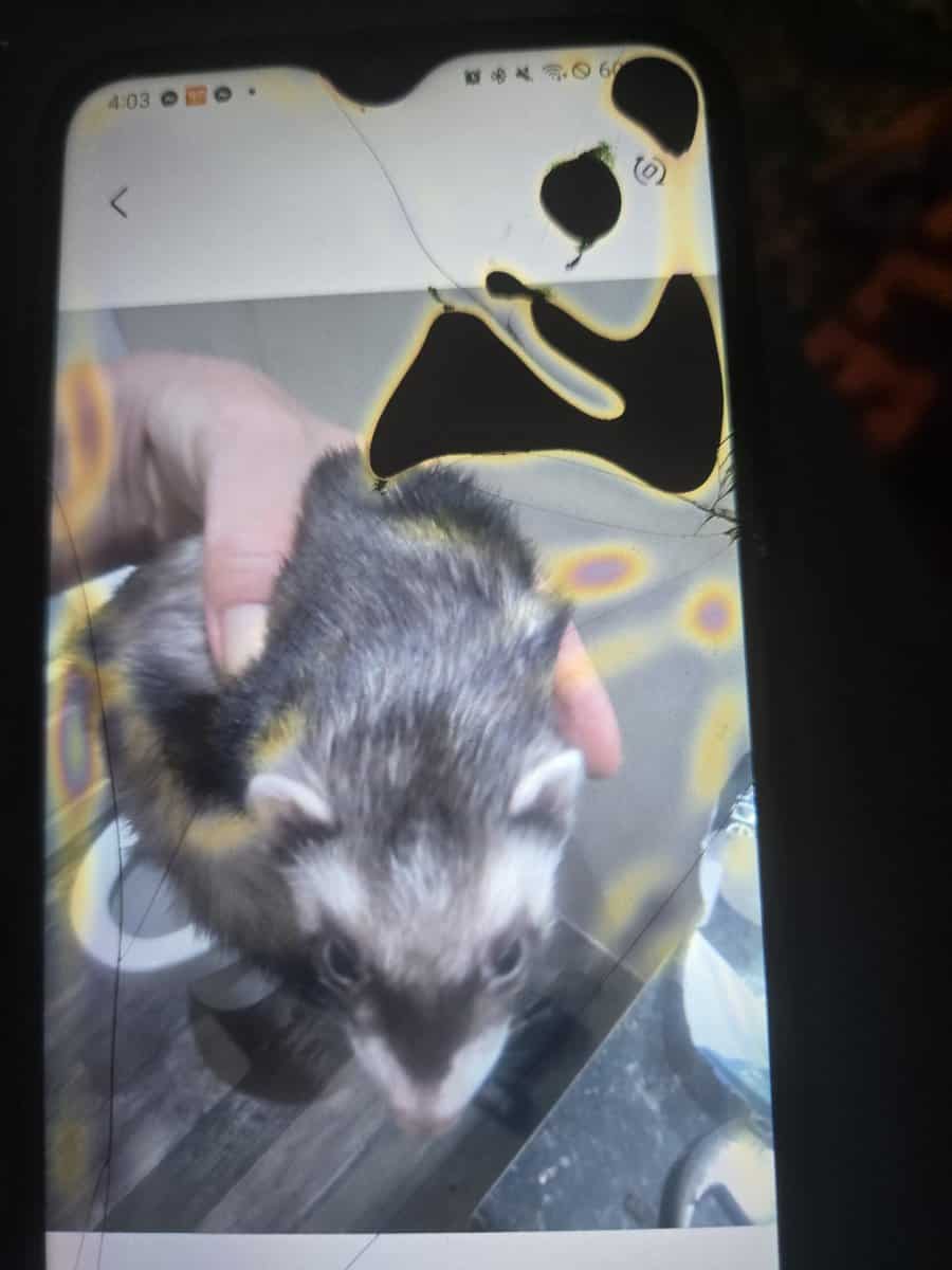 Female ferret for sale very sweet and lovable image 1