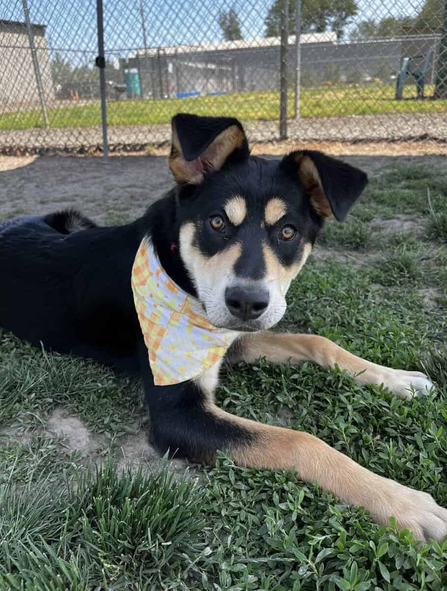 Free dog needs new home Husky/Rottweiler puppy image 1