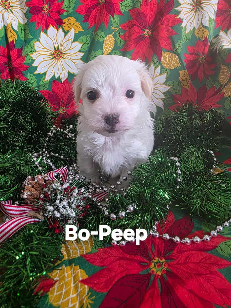 Coton De Tulear puppies image 3