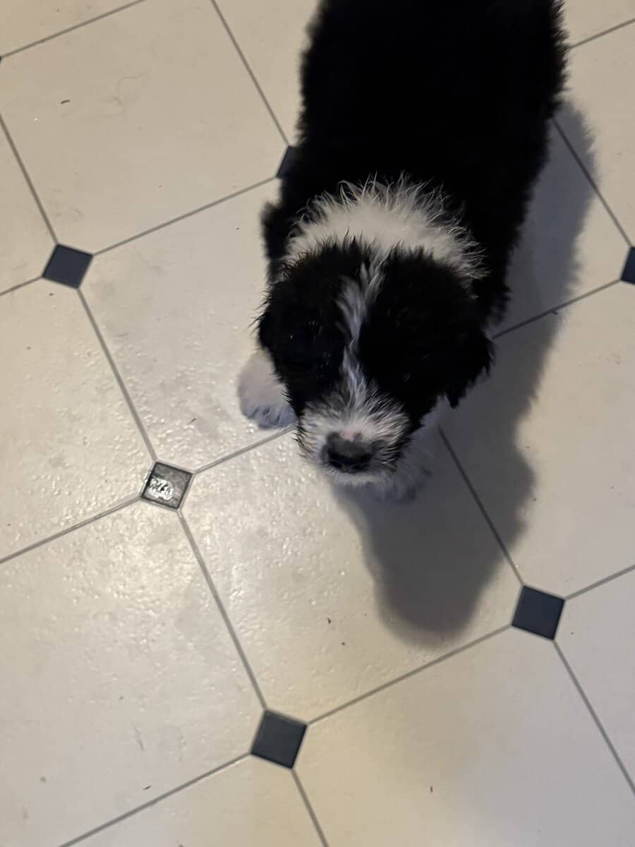 We have this little sheepadoodle puppy image 2