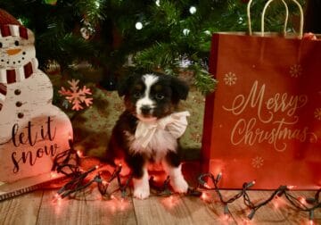 Penny x Doc Holiday litter