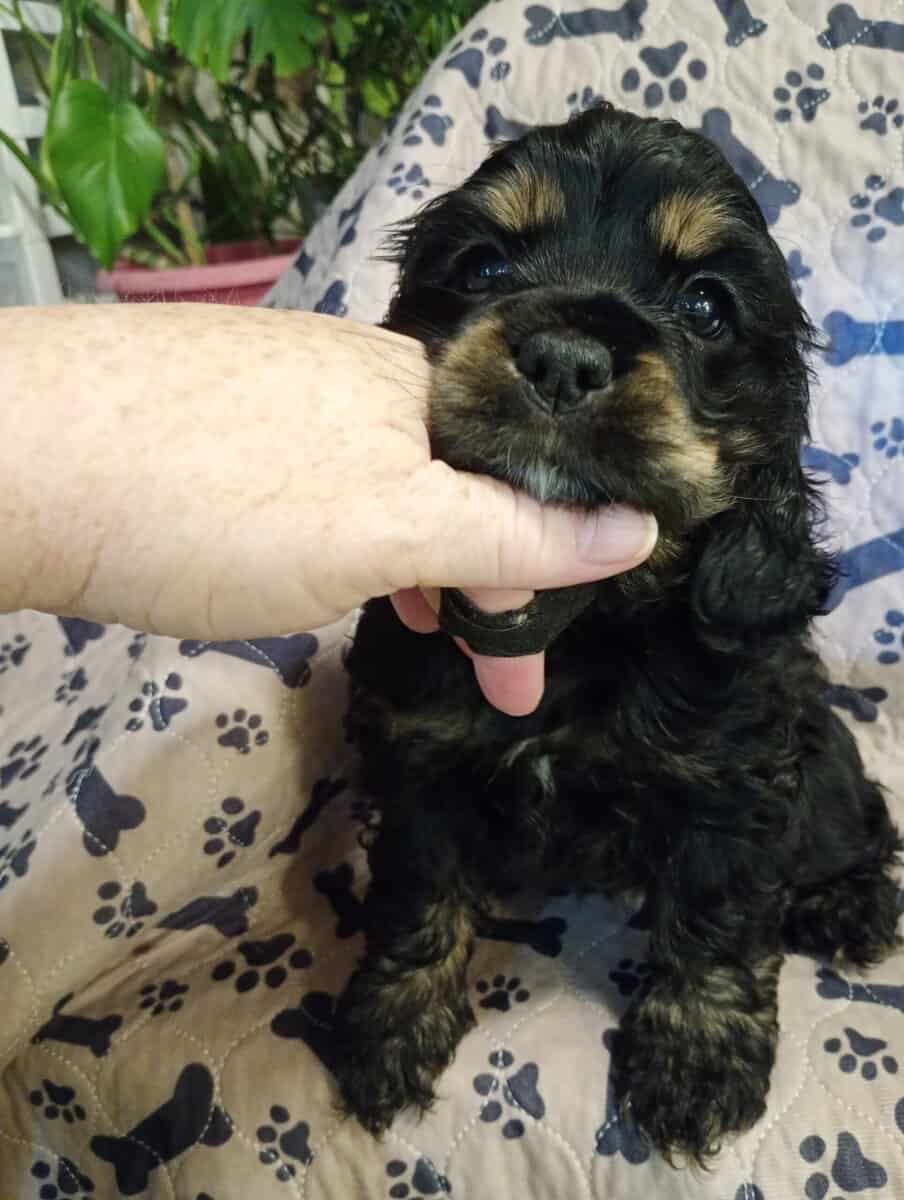 Cocker spaniel girls image 15