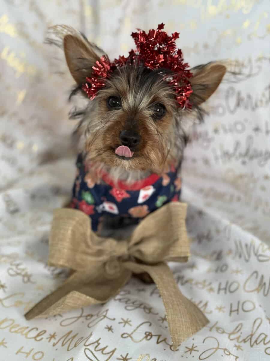 Yorkie terrier image 2