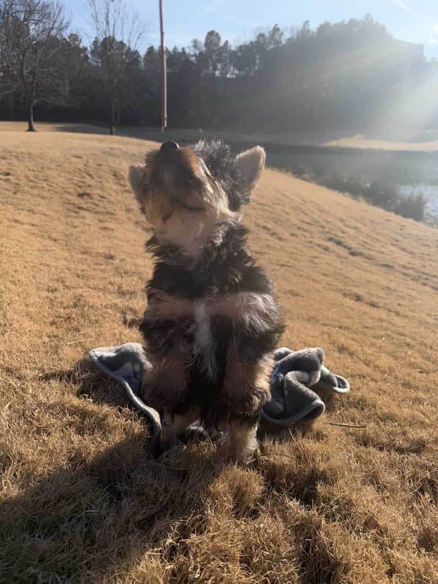 Purebred male Yorkie image 4