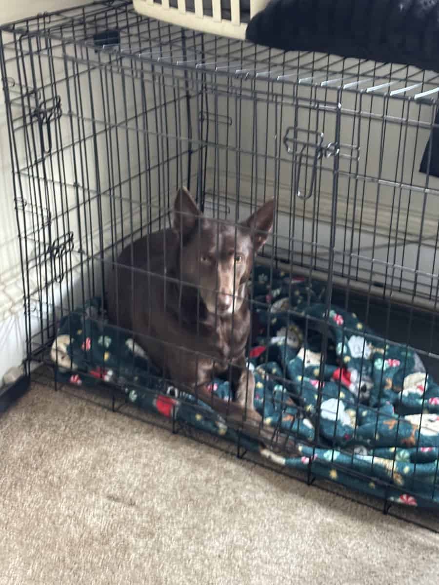 Dog maple rehome image 5
