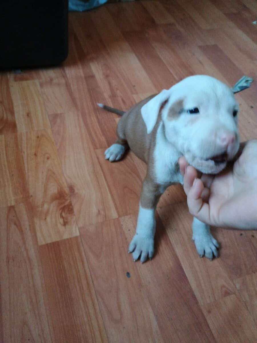 Pitbull pups image 3