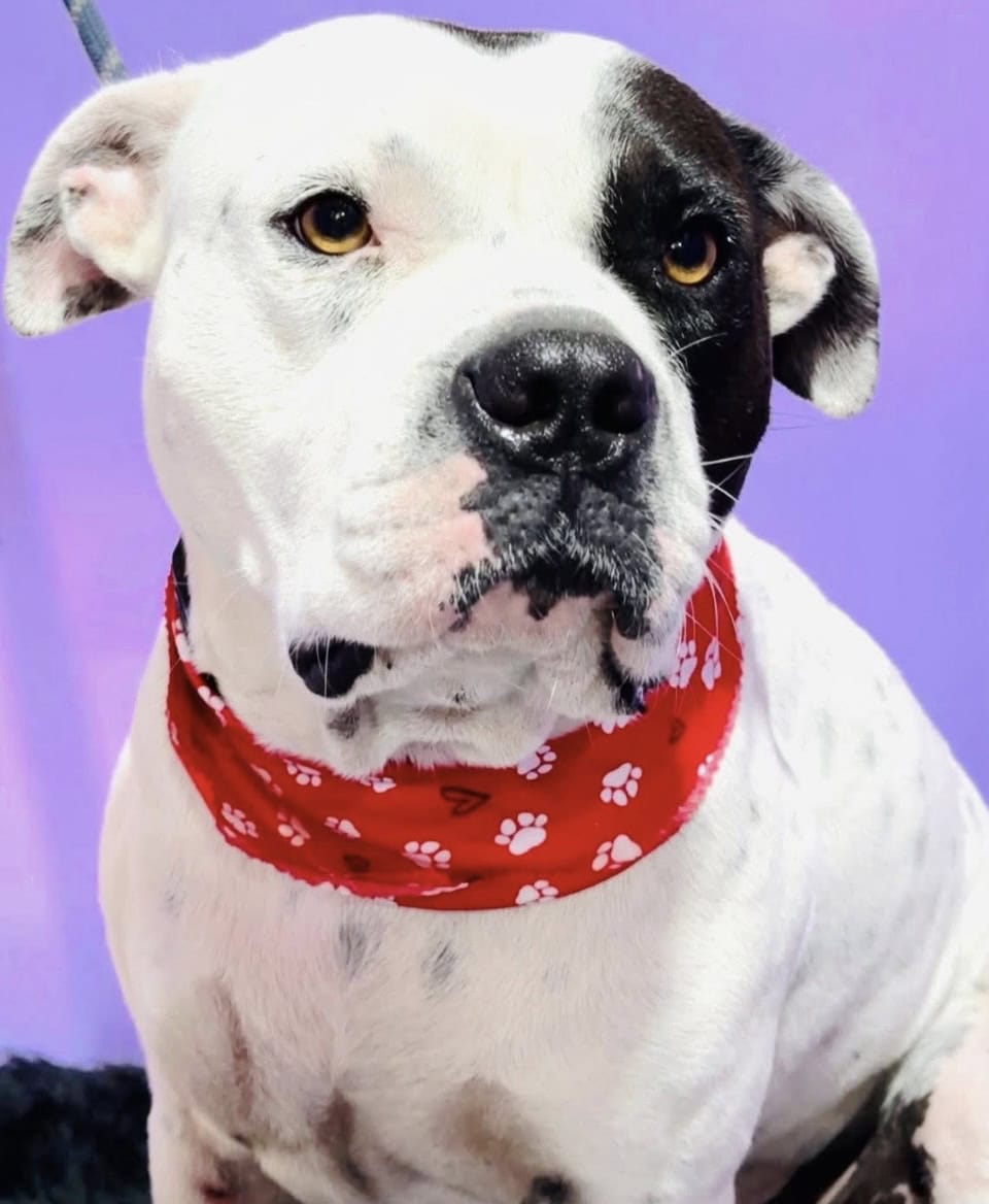 Bulldog image 2