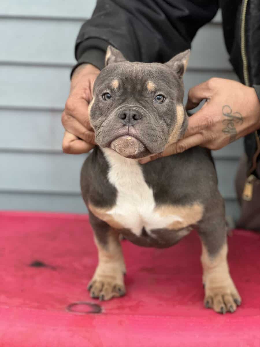 5 month blue tri female image 5