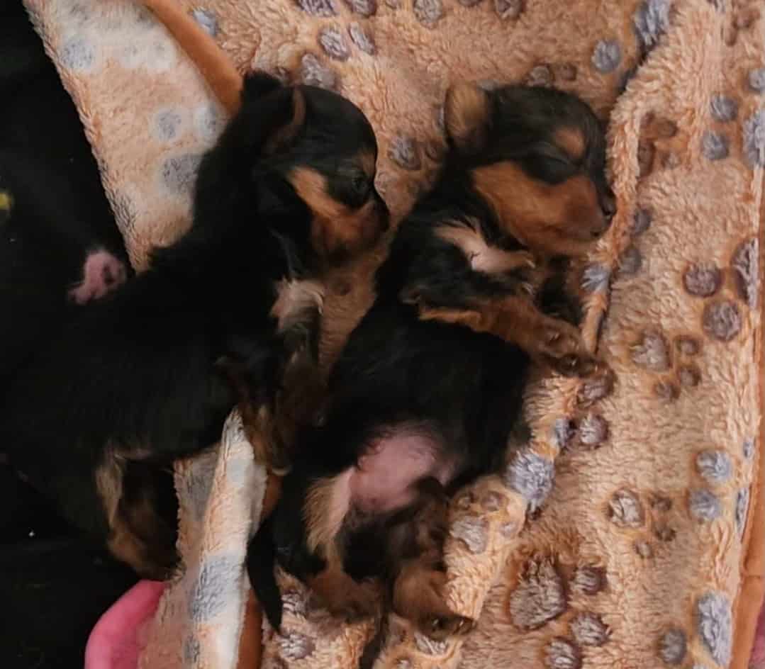 Teacup Yorkshire Terriers image 7