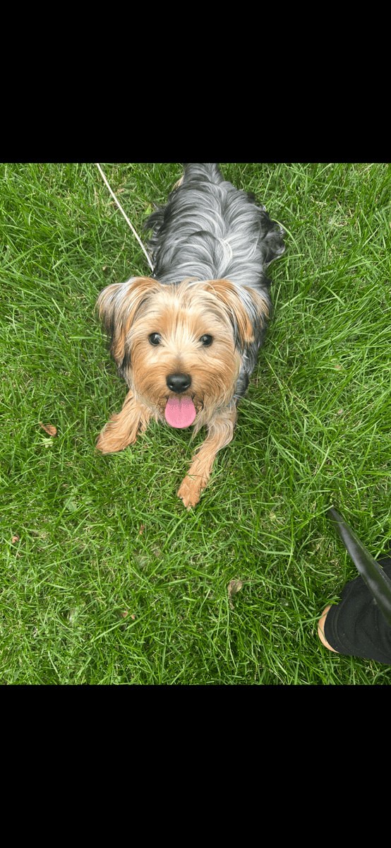1 year old male Yorkshire terrier purebred image 1