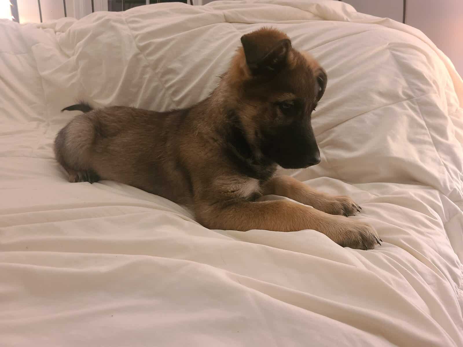 Wolf /German Shepherd Puppies - Sundae image 2