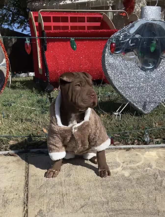 Girl Sharpei Available image 1
