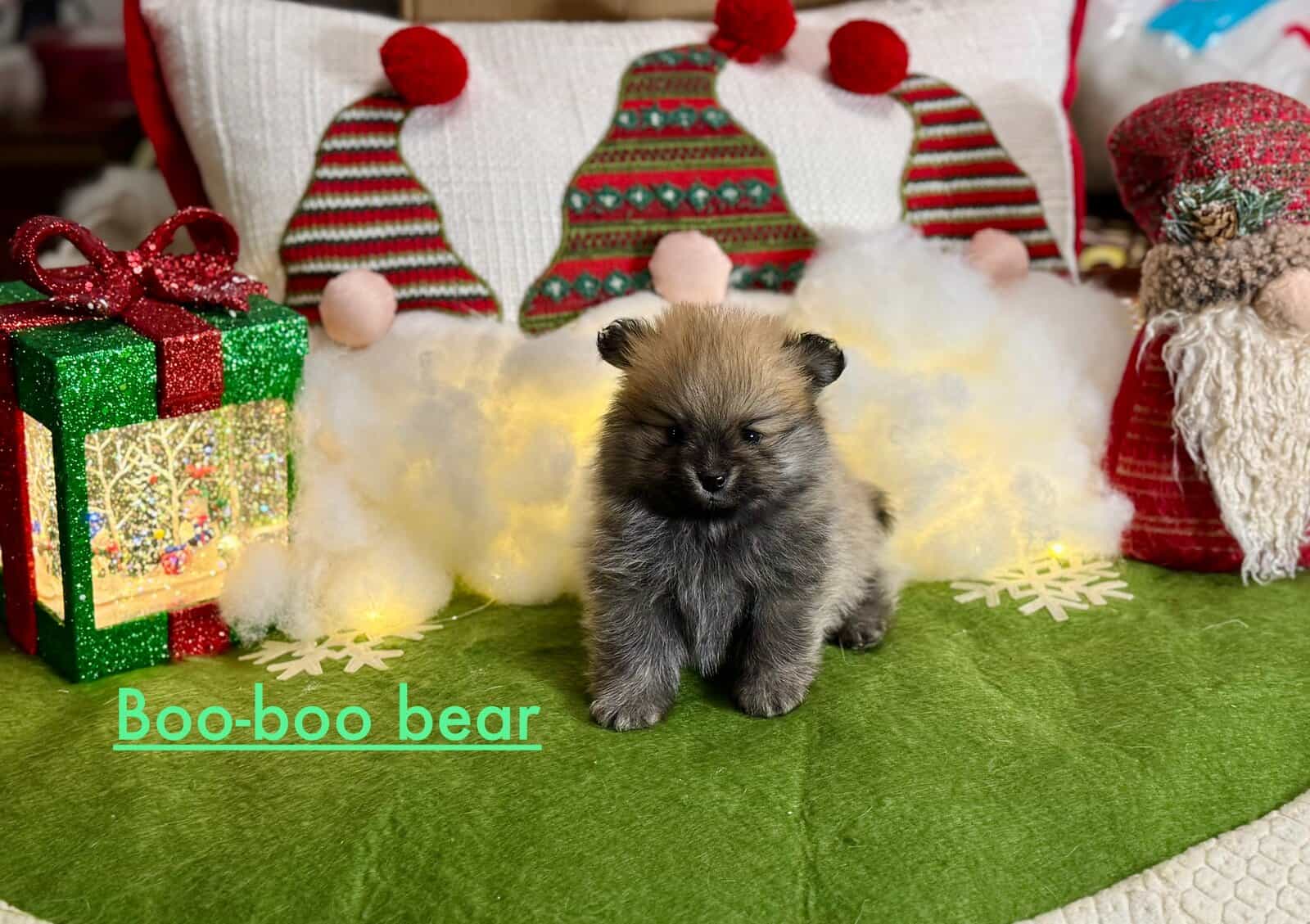Adorable Pomeranian Puppies image 12