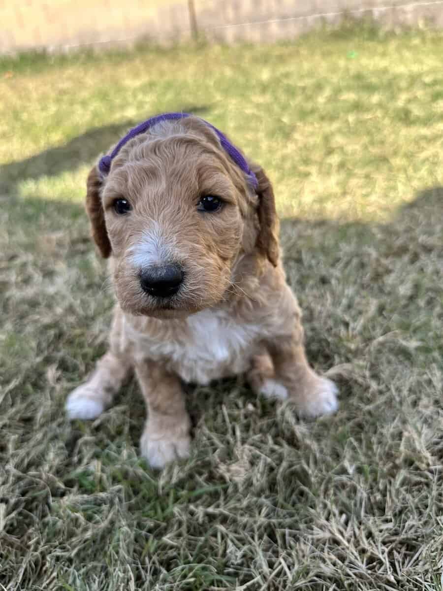 Goldendoodle Puppies image 12