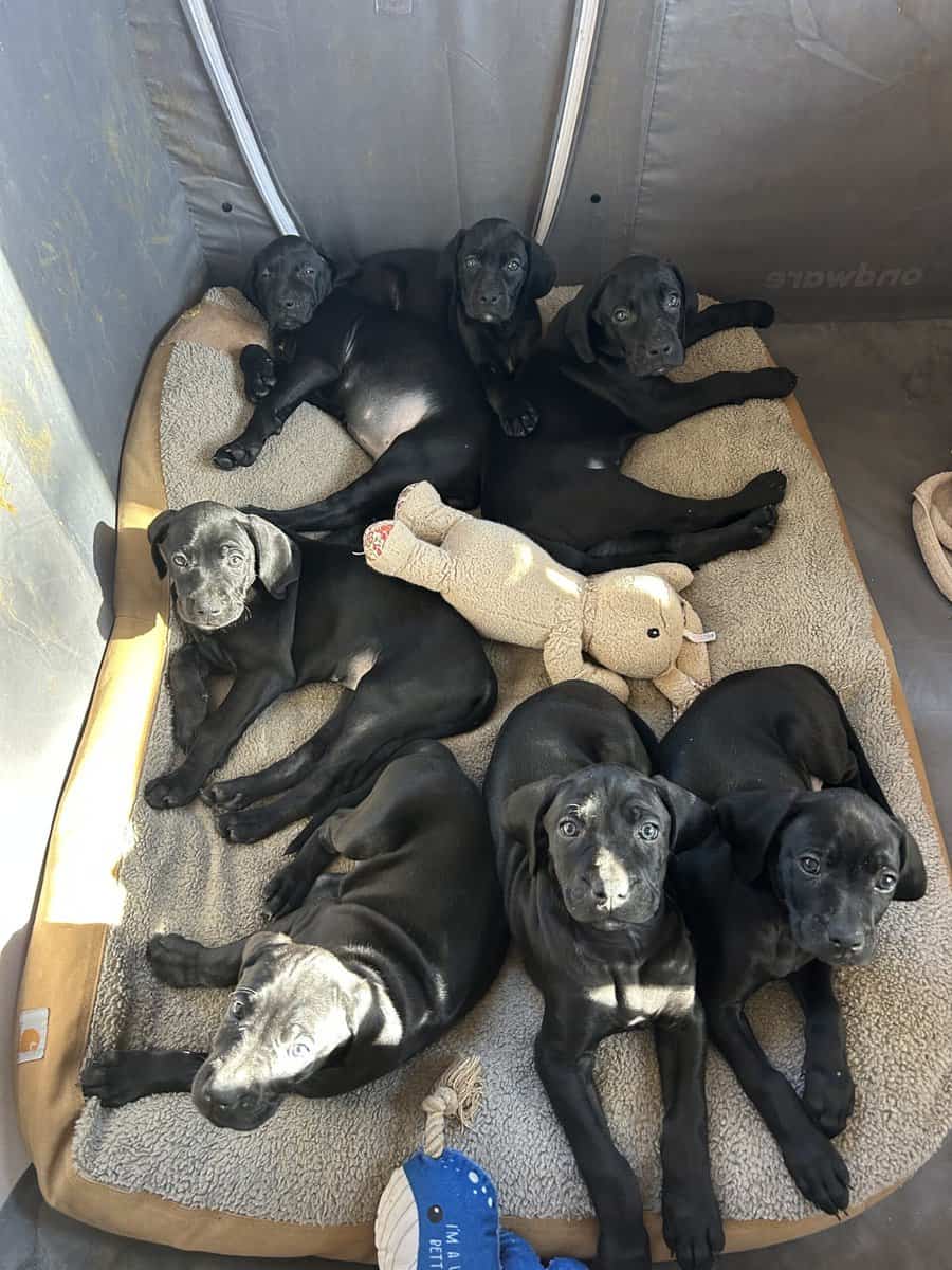 Boweimer pups image 14